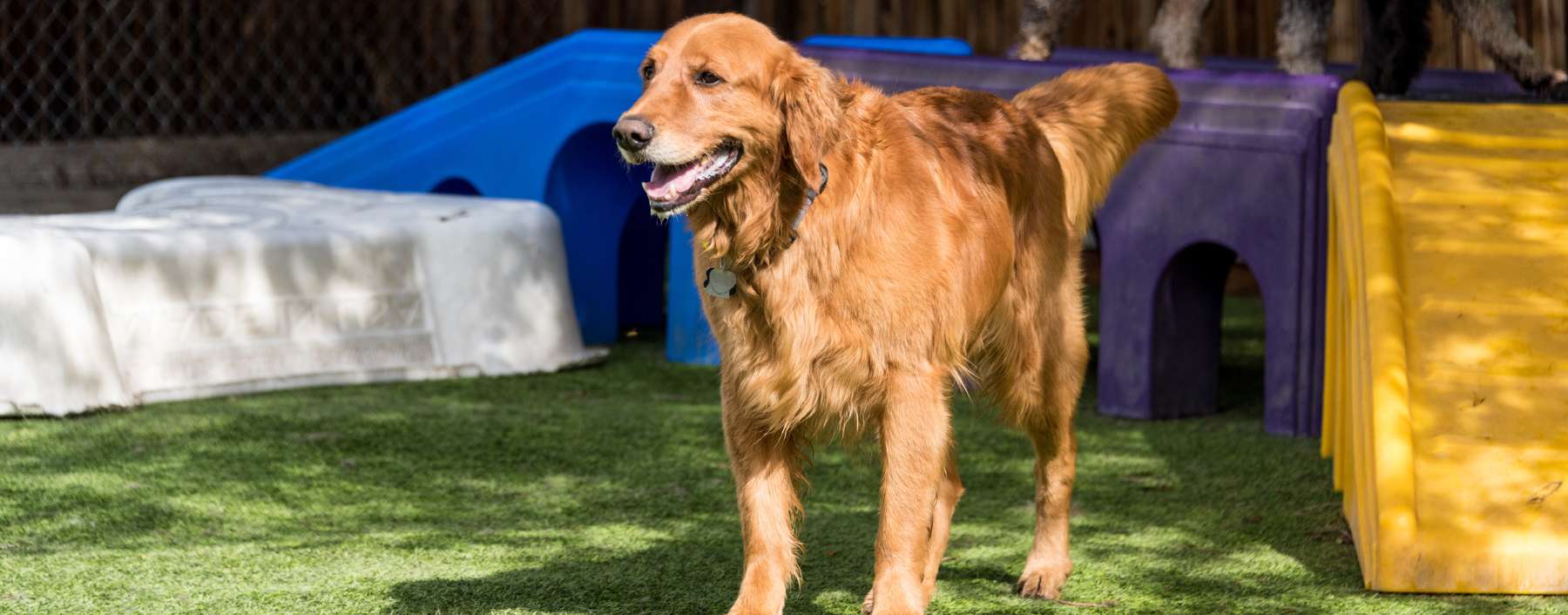 Dog Daycare